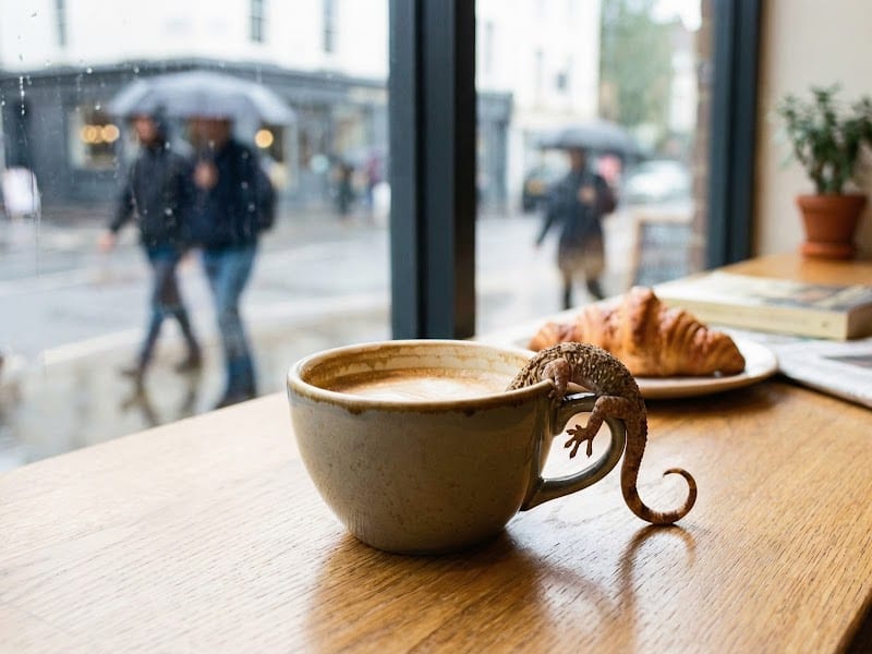 Gecko Coffeehouse, London